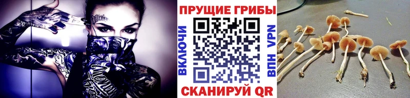 Купить закладки  Бутурлиновка  Галлюциногенные грибы Psilocybe 